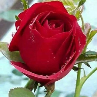 🌷↫🌹 ﮑﻟﻣ̝ات פړُوفھَّاﻣ̝̚ن وړُود 🌷↫🌹