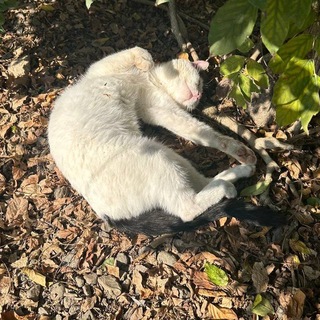 υεℓυετ ραωѕ🐾