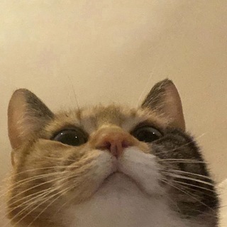 Cat Memes!!!!
