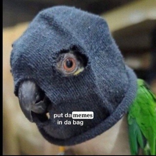 Папук поцупив🦜