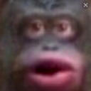 🐵monkey in a cage🐵
