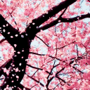 Shinami