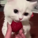 STRAWBERRY✨
