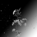 ❄ × Frost Eclipse