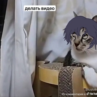 дзенчик