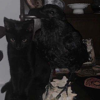 crow on the moon.