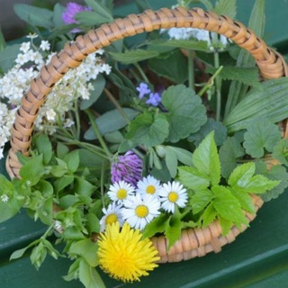 PHYTOTHERAPIE - KRÄUTERWISSEN - NATÜRLICHE ARTGERECHTE MITTEL & WEGE