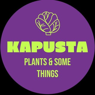 Kapusta🥦
