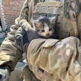 Кот Донецкий