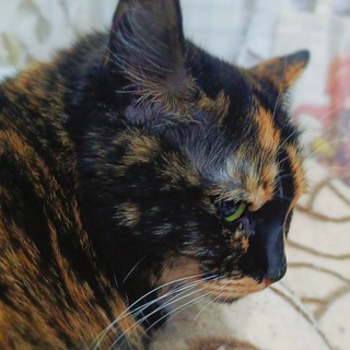Мастерская котика пошивуна🐱