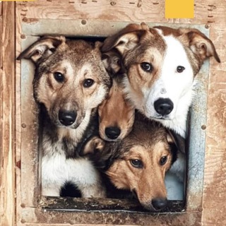 🐕Приют в Малинках🐈‍⬛
