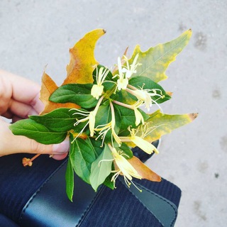 لين🌼💚