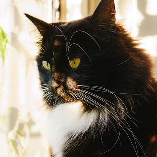 Lune Cat