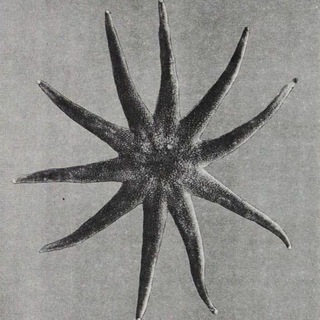 Линчк