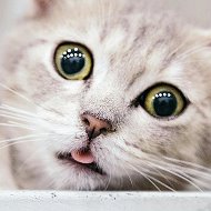 Котики
