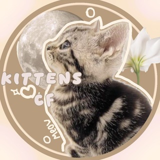 Котятки кф