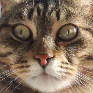 my cat has a crush