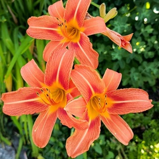 Natur - Gemüse - Kräuter
