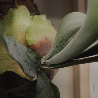 nymph plants | for you
