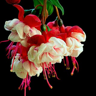 اشعارصوتی ترکی وفارسی🌹