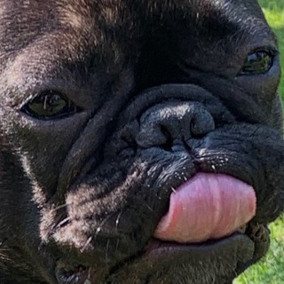 псова буда 🥰