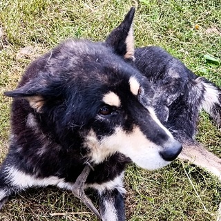 Собакач 🐺