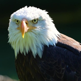 🎧SelbstErmächtigungAudios🦅