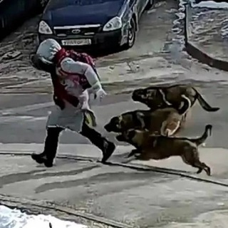 STOPDOG24