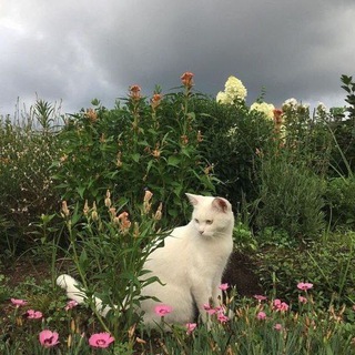 𝙸𝚗𝚜𝚘𝚖𝚗𝚒𝚊🌱