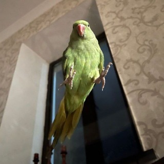 Яшка| Yashka🦜