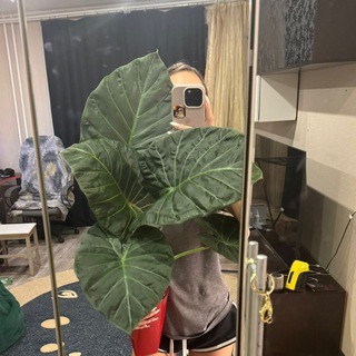 Зеленый уголок🌿